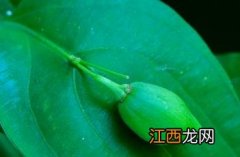 百部科用什么除草剂 百部科