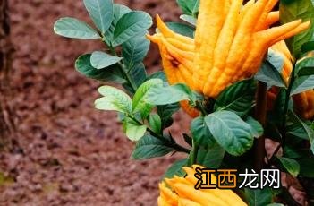 芸香科 芸香科植物的主要特征