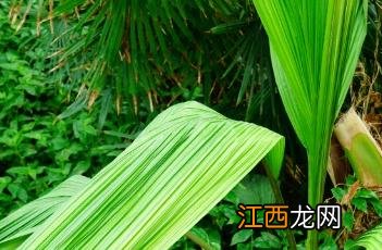 大叶仙茅的功效与作用及药用部位 大叶仙茅