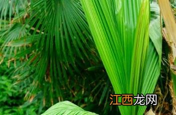 大叶仙茅的功效与作用及药用部位 大叶仙茅