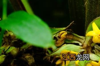 大叶仙茅的功效与作用及药用部位 大叶仙茅