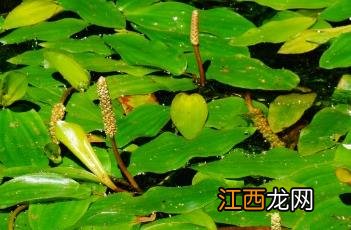 眼子菜科 眼子菜科植物水案板