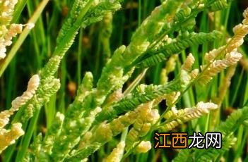 菵草怎么读 菵草