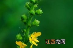 龙芽草图片高清图 龙芽草