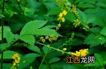 龙芽草图片高清图 龙芽草