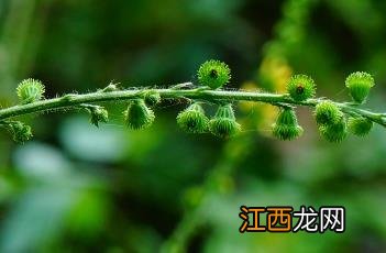 龙芽草图片高清图 龙芽草