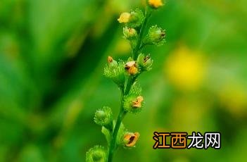 龙芽草图片高清图 龙芽草