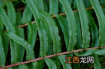 蜈蚣草没根放水里能活吗 蜈蚣草