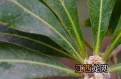 杨梅科属有哪些植物 杨梅科