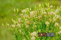 小蓬草 小蓬草的功效与作用