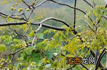 楝科有什么植物 楝科