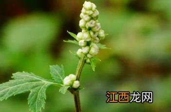 白苞蒿 白苞蒿图片