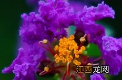 千屈菜科花程式 千屈菜科