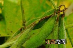 豆科 豆科植物的主要特征