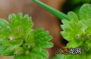 宝盖草的功效与作用 宝盖草