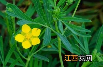 长叶二裂委陵菜 长叶二裂委陵菜和草原的关系