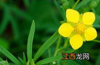 长叶二裂委陵菜 长叶二裂委陵菜和草原的关系