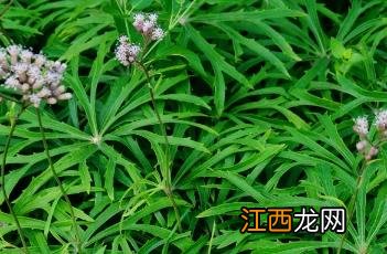 兔儿伞花图片 兔儿伞