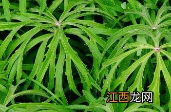 兔儿伞花图片 兔儿伞