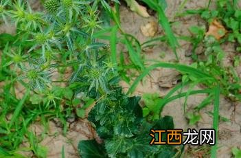 刺芹大香菜的功效与作用 刺芹