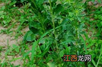 刺芹大香菜的功效与作用 刺芹