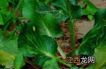 刺芹大香菜的功效与作用 刺芹