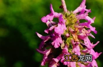 药水苏属 药水苏