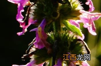 药水苏属 药水苏