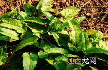 药水苏属 药水苏