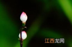 稀花蓼 稀花蓼别名