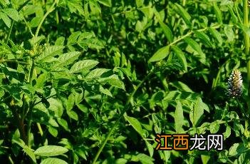 刺果甘草 刺果甘草与甘草区别