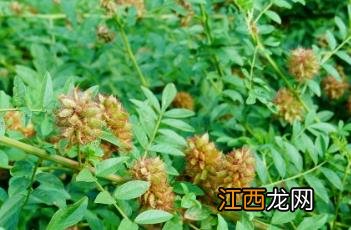 刺果甘草 刺果甘草与甘草区别