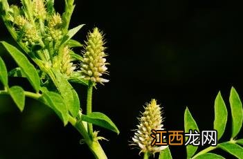 刺果甘草 刺果甘草与甘草区别