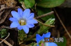 龙胆科 龙胆科花程式