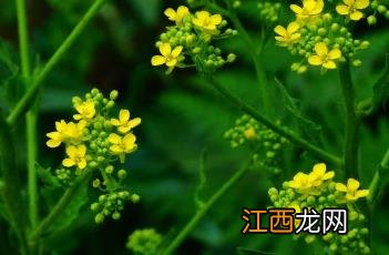 疣果匙荠 疣果匙荠读音