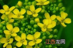 疣果匙荠 疣果匙荠读音