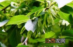 杜仲科植物的果实是 杜仲科