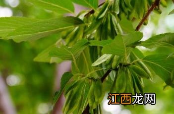 杜仲科植物的果实是 杜仲科