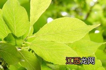 杜仲科植物的果实是 杜仲科