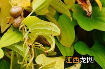 薯蓣科植物有哪些 薯蓣科