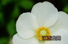 大花银莲花 大花银莲花百科