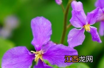 十字花科 十字花科为什么叫十字花科