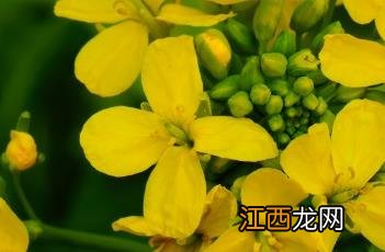 十字花科 十字花科为什么叫十字花科