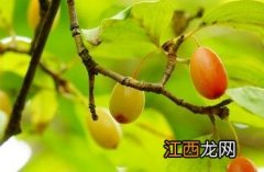 山茱萸科 山茱萸科属