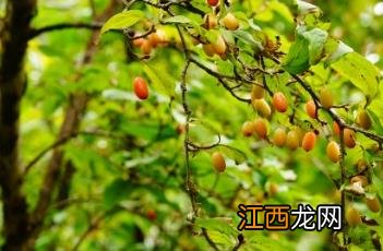 山茱萸科 山茱萸科属