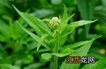 大麻叶泽兰