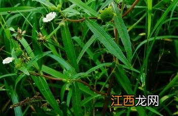 鳢肠 鳢肠怎么读