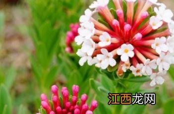 狼毒花 狼毒