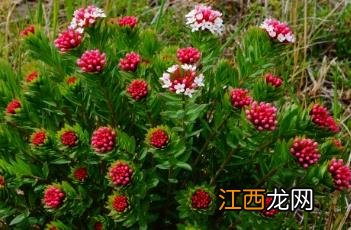 狼毒花 狼毒