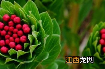 狼毒花 狼毒